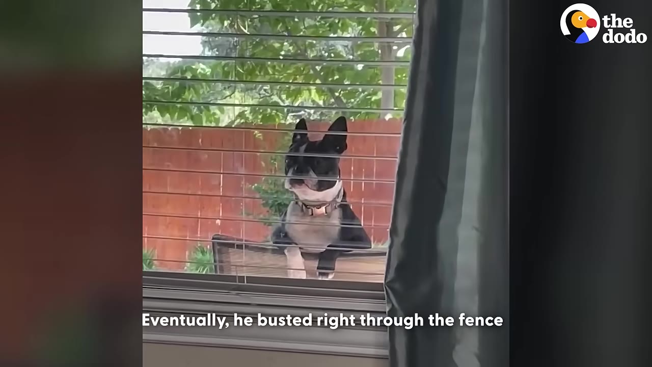 A black and white Boston Terrier peers through window blinds from outside, looking into a house.