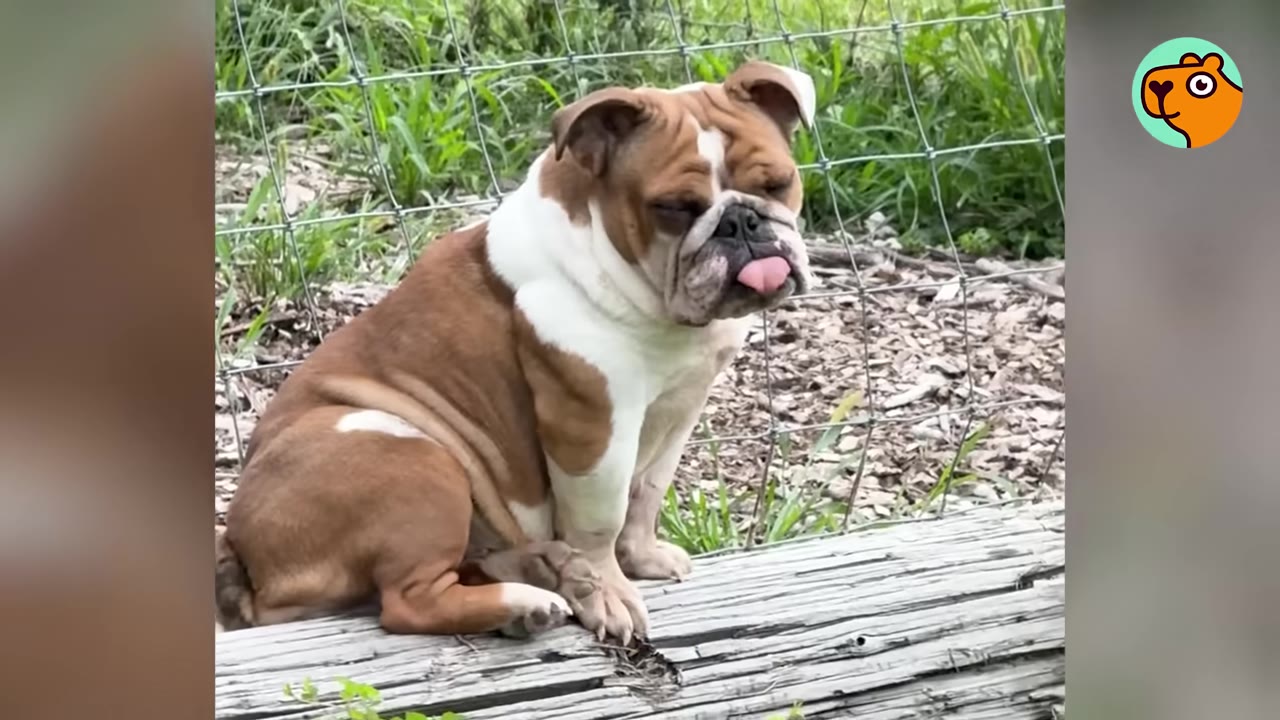 A brown and white English bulldog sitting outdoors near a wire fence with its tongue sticking out.