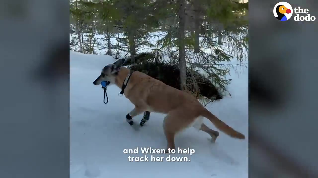 A tan search dog wearing protective booties walks through deep snow in a snowy forest while holding a blue toy in its mouth.