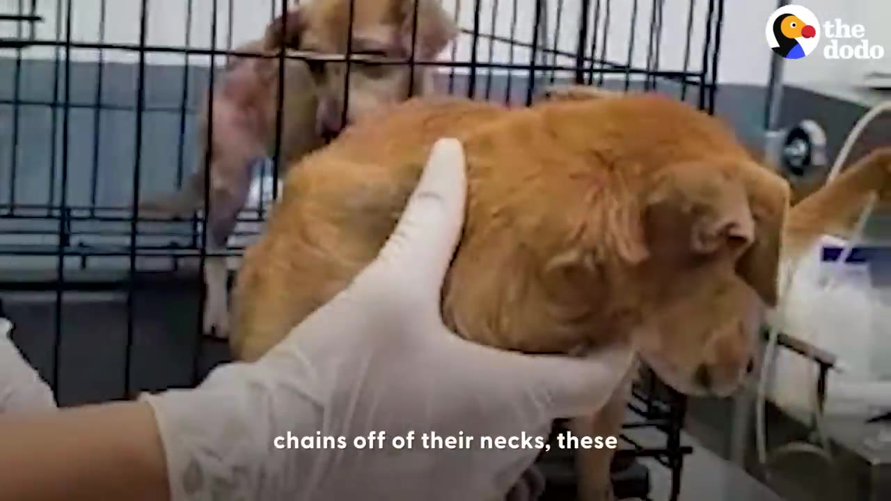 A person wearing a white glove holds a small, tan dog in a clinic setting with wire crates visible in the background.
