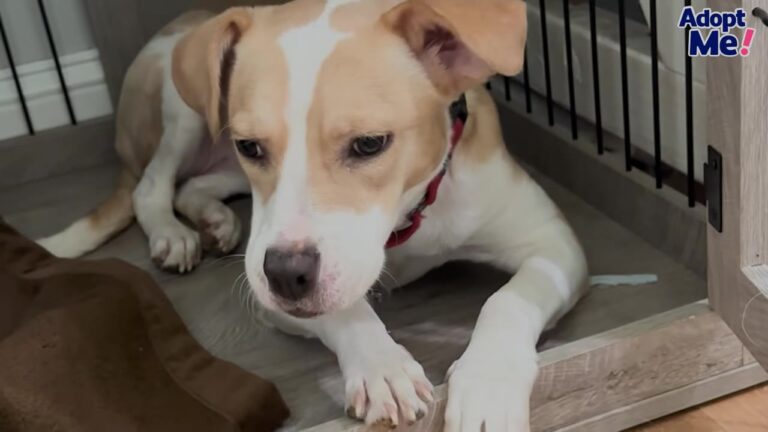 Injured Dog Lies Helpless In A Florida Field, But The Good Samaritan Soon Realizes He Isn’t Alone
