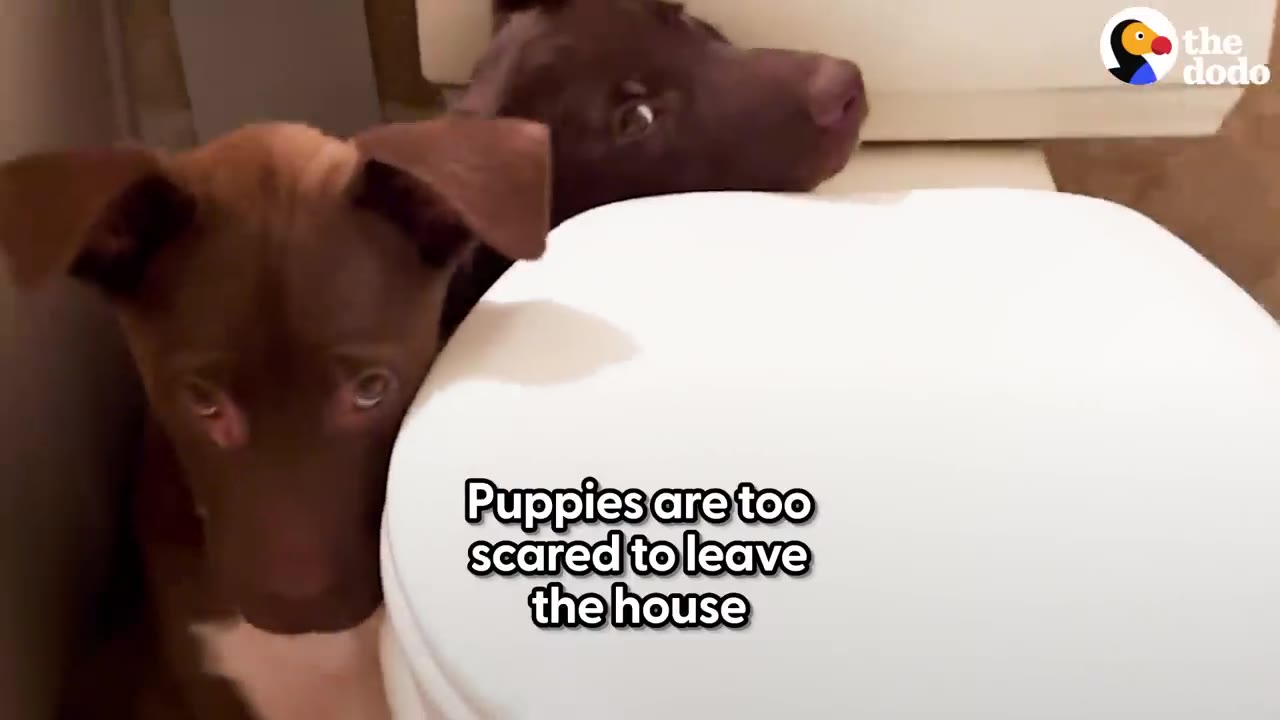 Two brown puppies peeking out nervously from behind a white toilet.