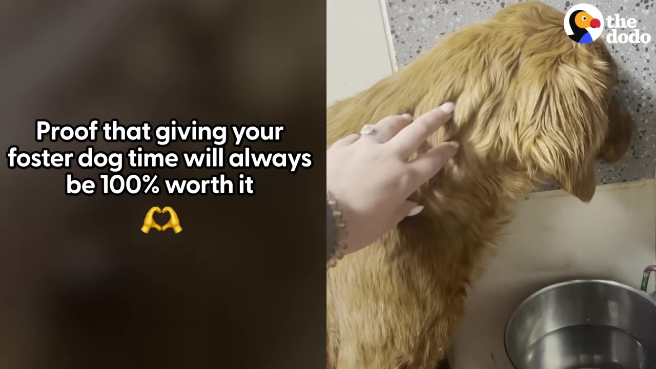 A golden-furred dog stands facing a wall with its head down near a metal bowl, while a person's hand gently pets its back.