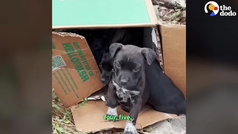 Hiker Finds Seven Puppies Left On Tennessee Hillside At Dusk, Then Realizes He Has One Big Problem