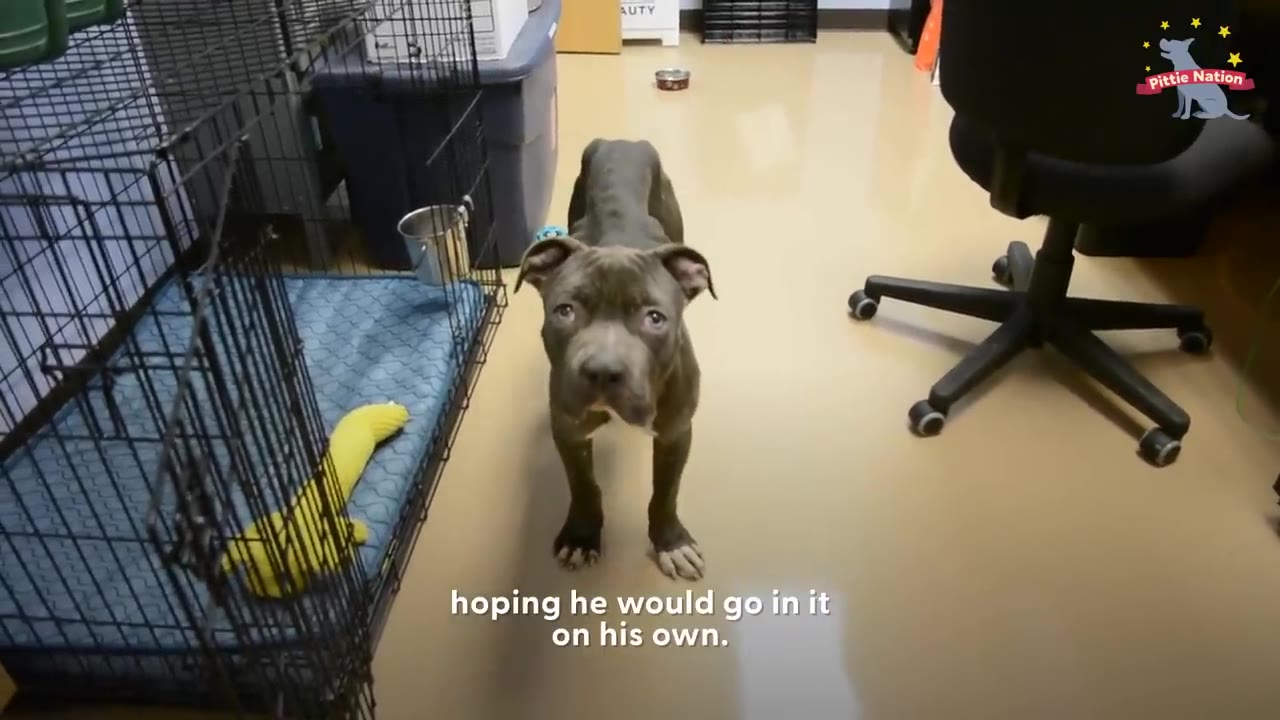A thin, grey puppy stands hesitantly on a linoleum floor next to an open wire crate containing a blue dog bed and a yellow toy.