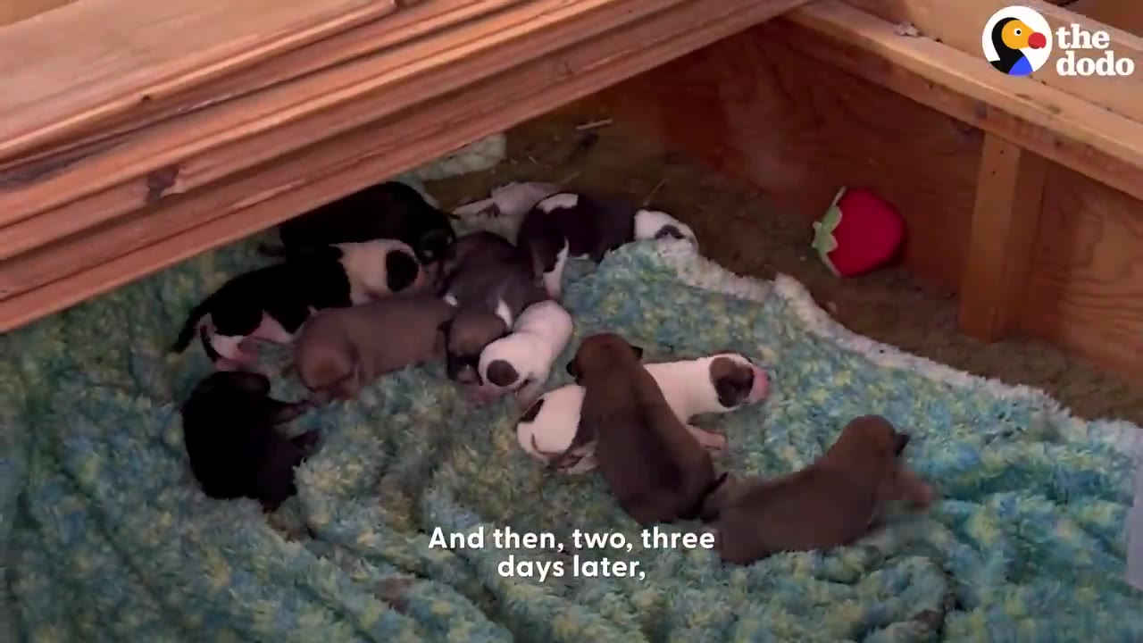 A litter of small puppies crawling on a blue fuzzy blanket inside a wooden shelter.