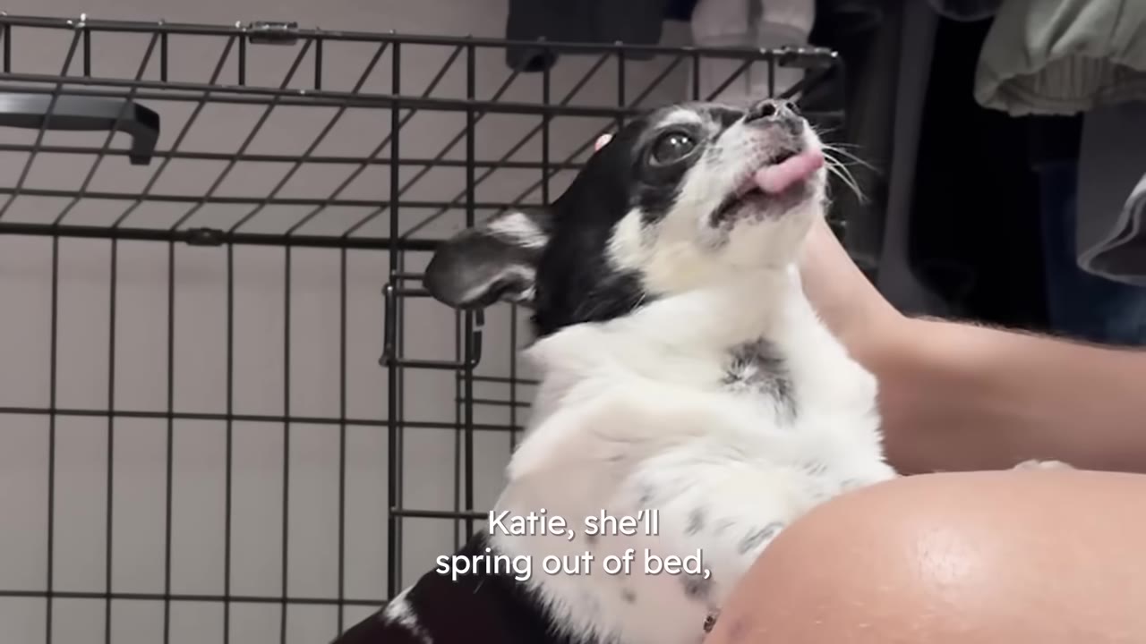 A small black and white dog looking up with its tongue out while being gently petted by its owner.