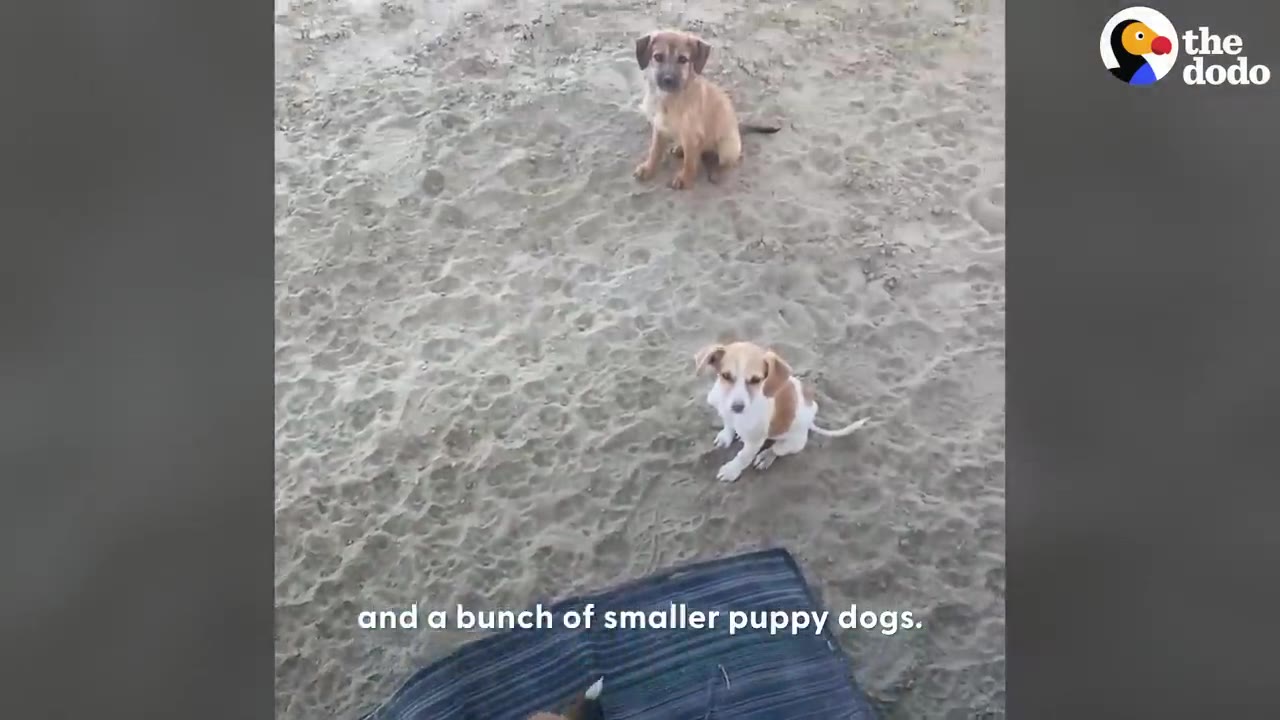 Two small puppies sitting on sandy ground outdoors.