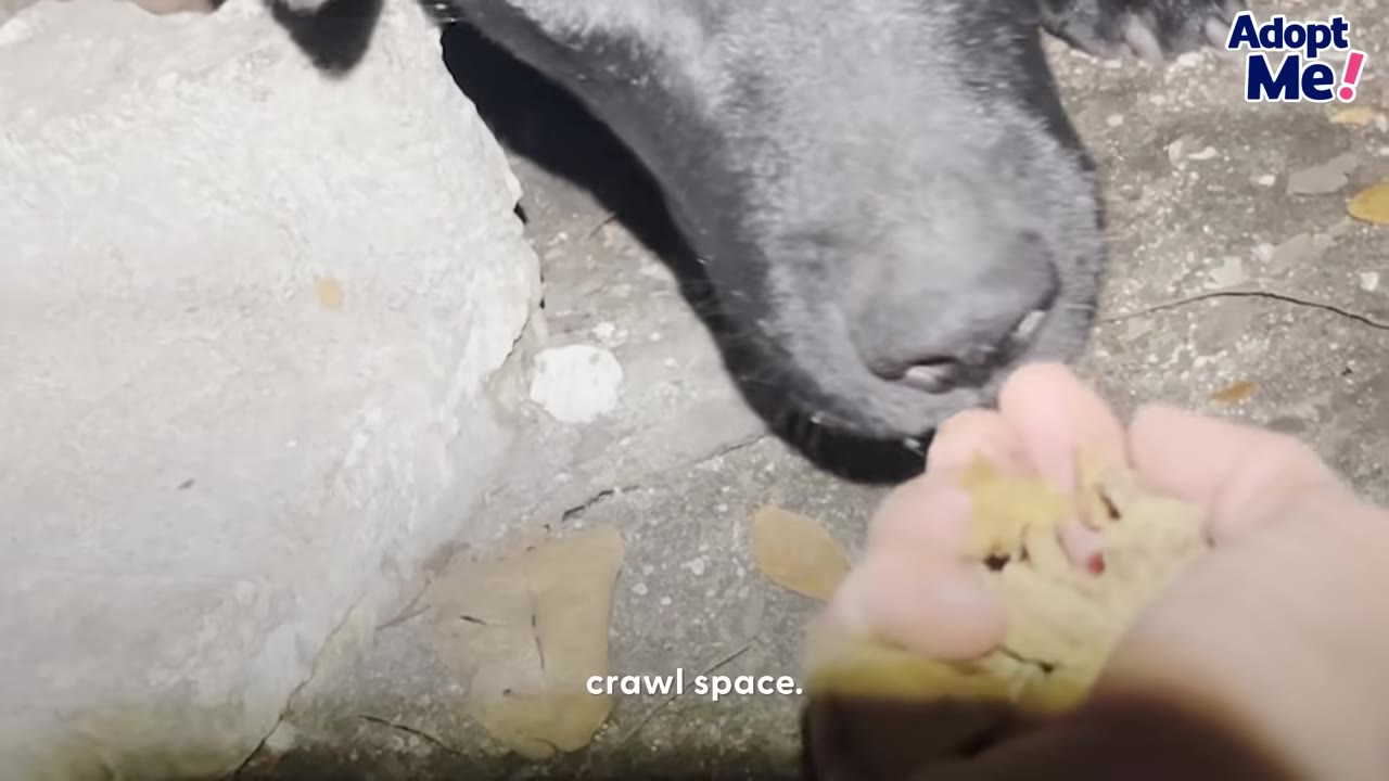 A close-up shot of a black dog's snout poking out from a tight crawl space opening beneath concrete, as a hand offers treats.
