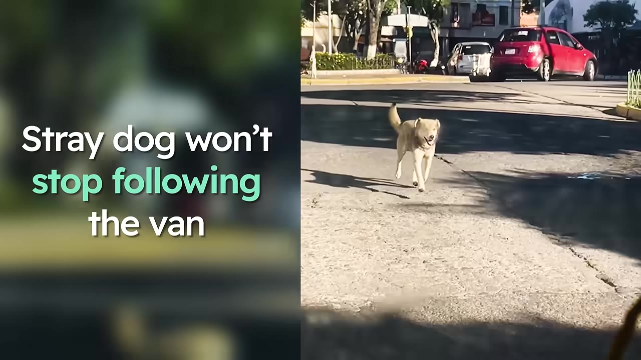 A light-colored dog running down a paved street towards a moving vehicle.