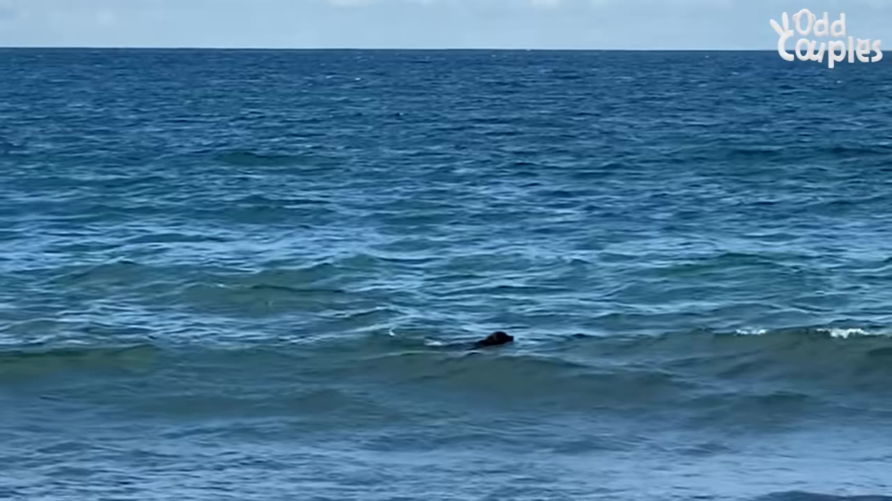 A brown dog swimming in blue ocean water with mild waves.