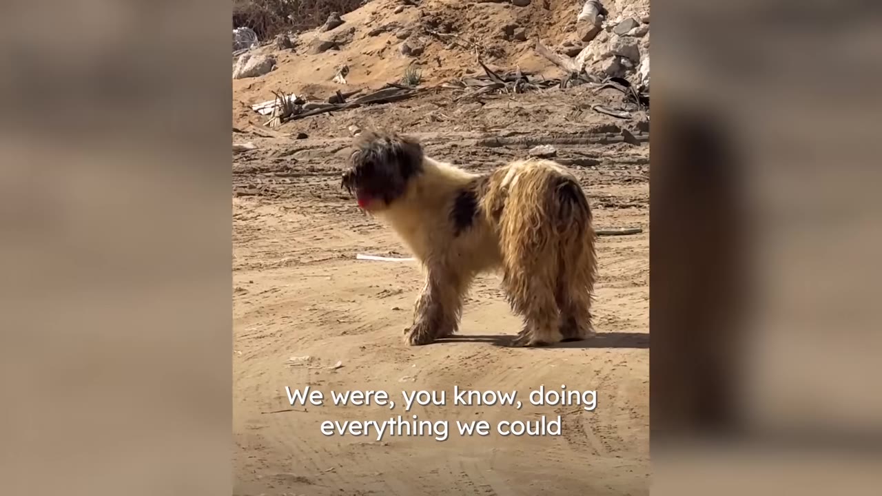 A scruffy, matted stray dog standing outdoors on a dirt path.