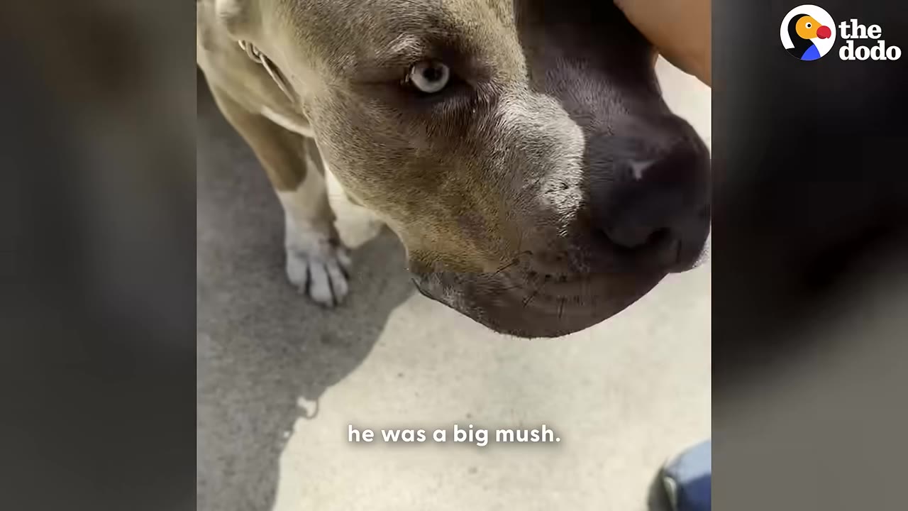 A close-up of a grey and white pit bull being gently petted on the head by a person's hand, with the dog looking calm and friendly.