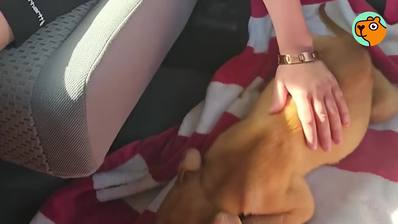 A hand gently petting a small brown puppy lying on a pink and white blanket inside a vehicle.