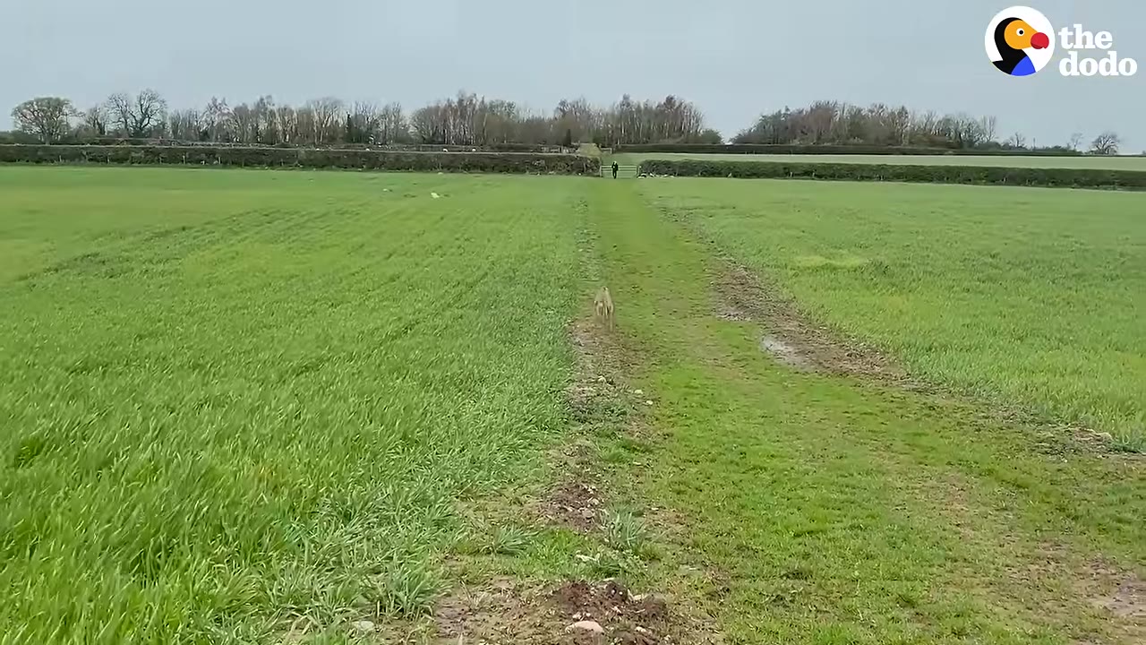 A greyhound runs down a dirt path in a vast green field under an overcast sky.
