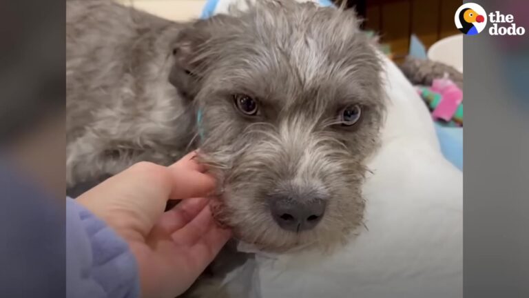Rescuers Thought This Washington Dog Was Traumatized, Until His Constant Thirst Revealed Something
