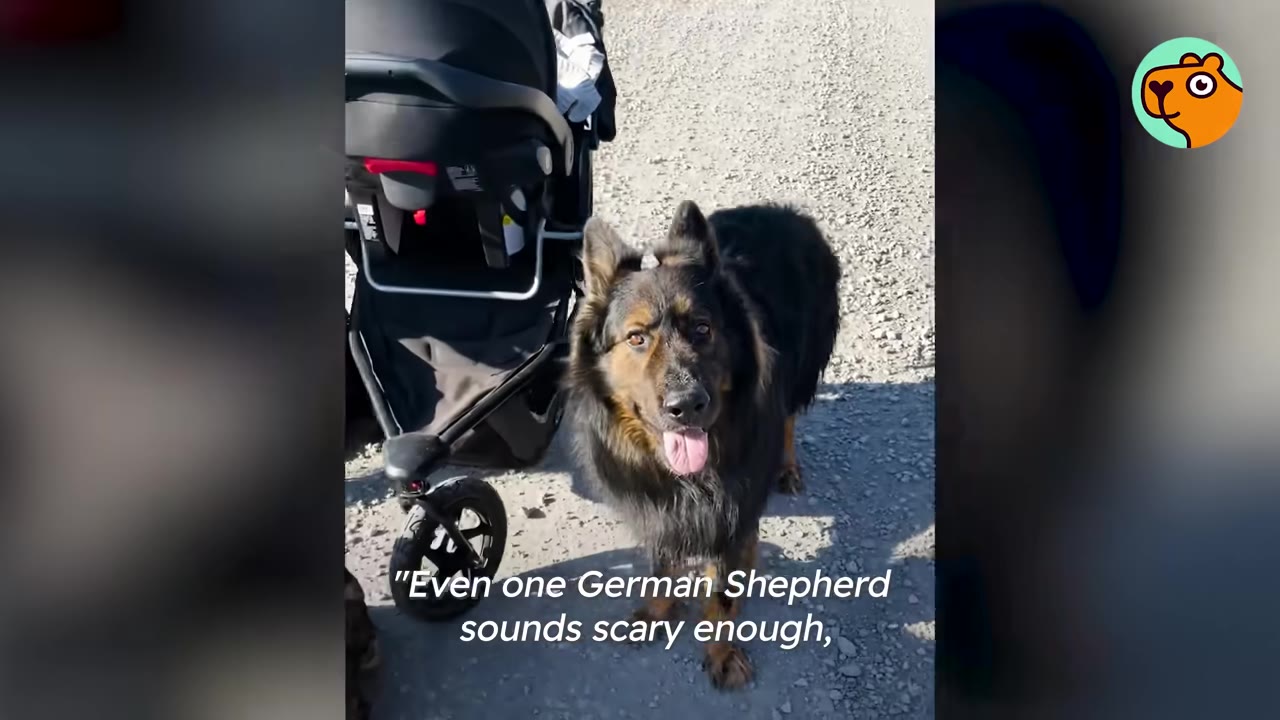 A long-haired German Shepherd standing on a gravel path next to a baby stroller.