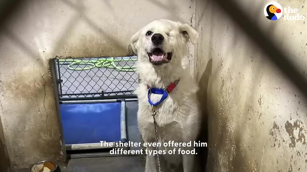 A happy white one-eyed dog sitting attentively in a shelter kennel enclosure.