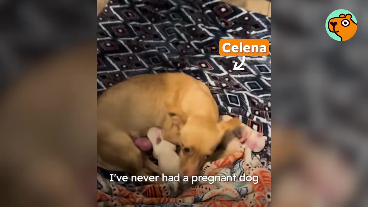 A small tan dog lying on a patterned blanket surrounded by her newborn puppies.