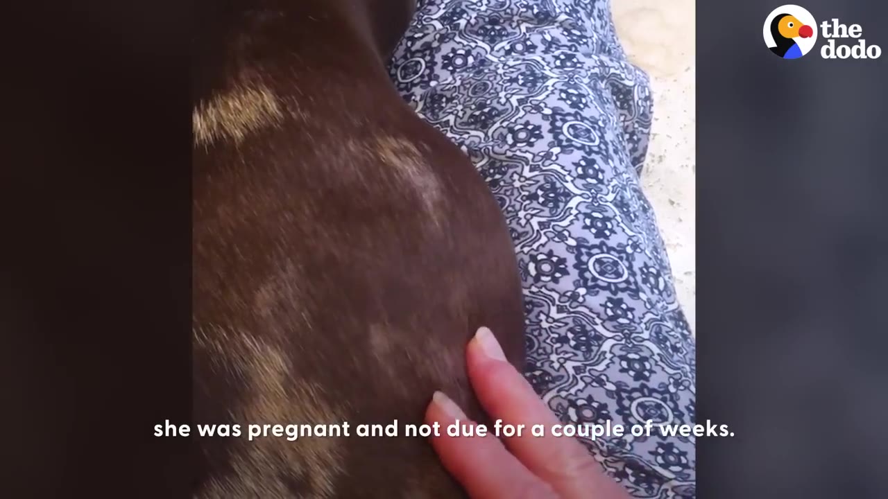 A close-up shot of a person's hand gently resting on the round, pregnant belly of a brown dachshund.