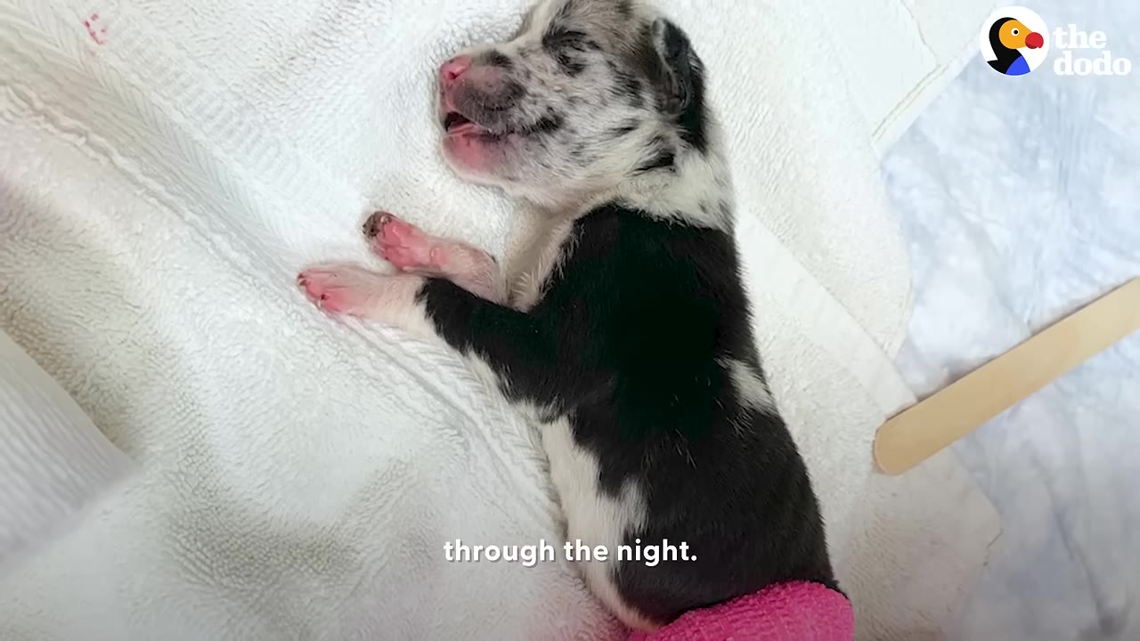 A tiny, speckled black-and-white puppy lies on a white towel with a pink bandage wrapped around its hind leg.