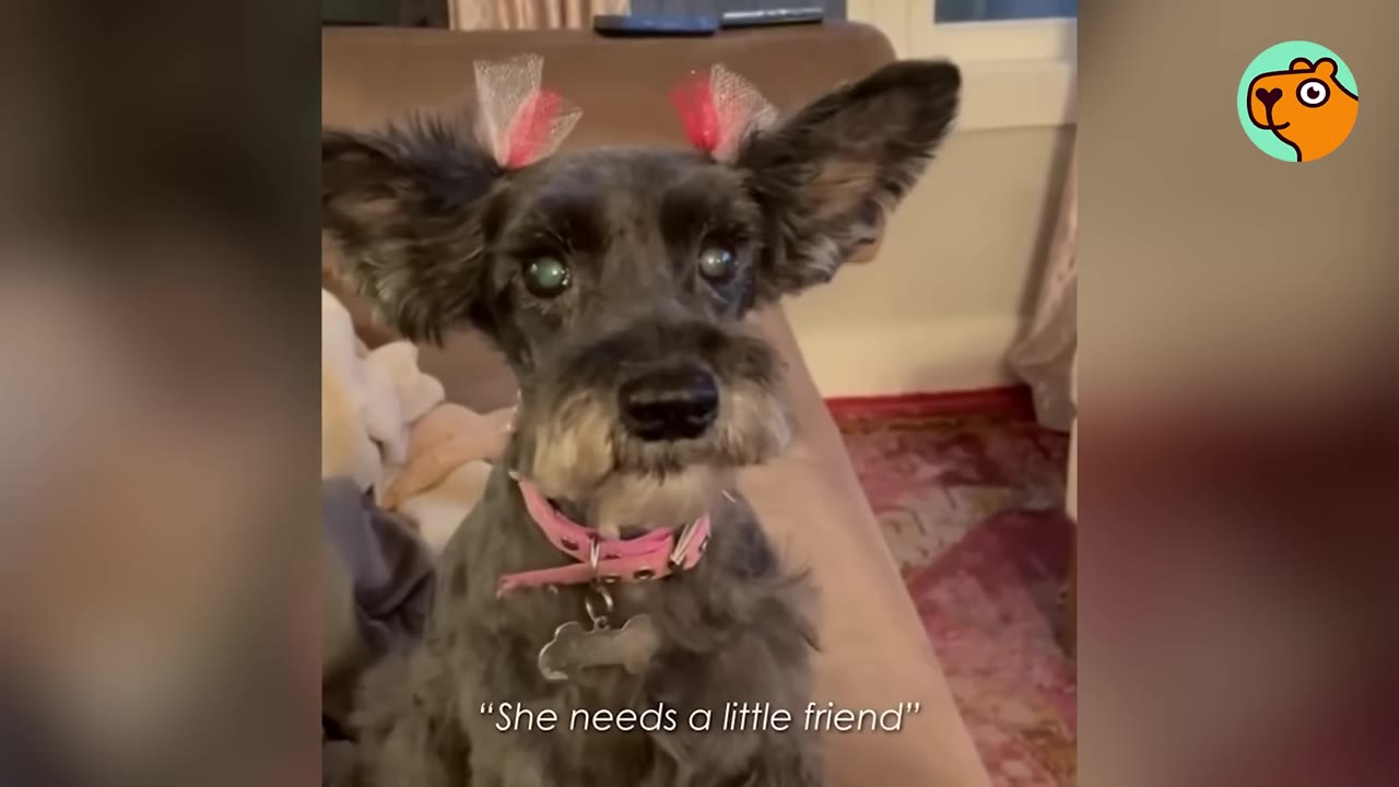 A small grey schnauzer-type dog with pink ribbons tied to her ears and a pink collar sitting indoors.