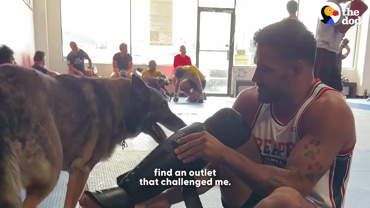 A man in a gym setting puts on a black shin guard while a German Shepherd stands nearby, looking at him.