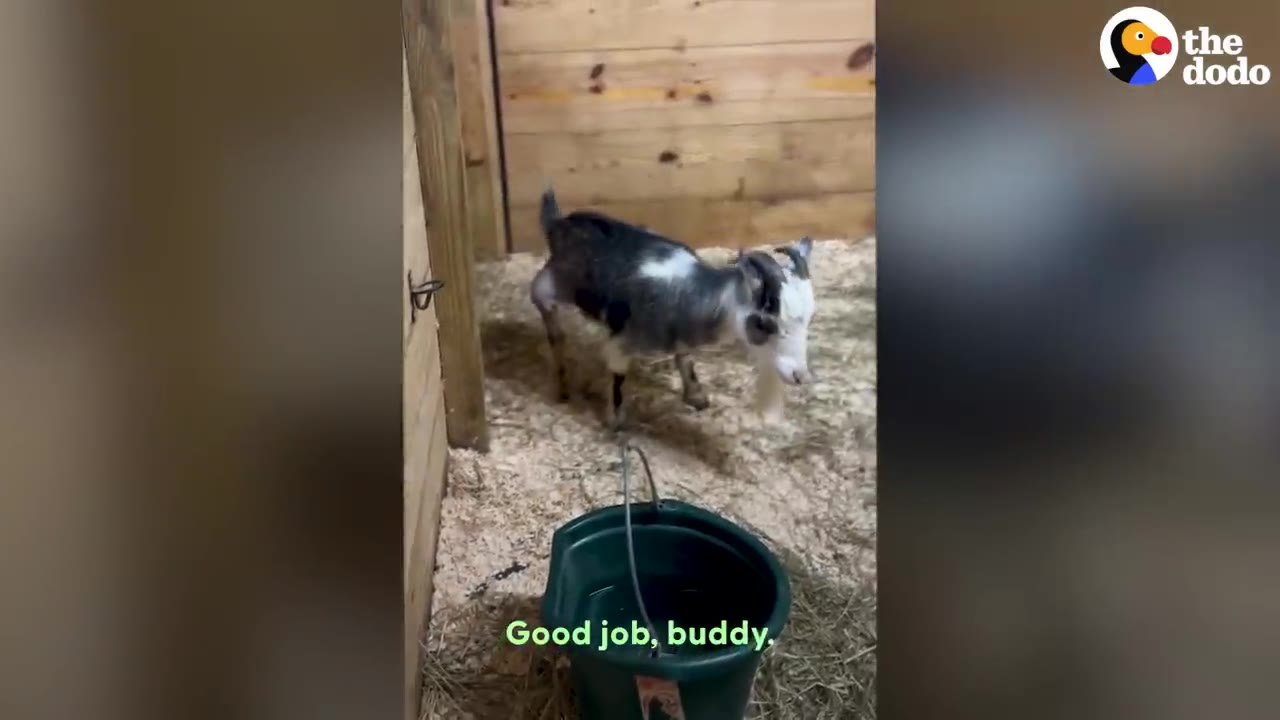 A small black and white goat standing inside a barn stall lined with wood shavings near a green bucket.