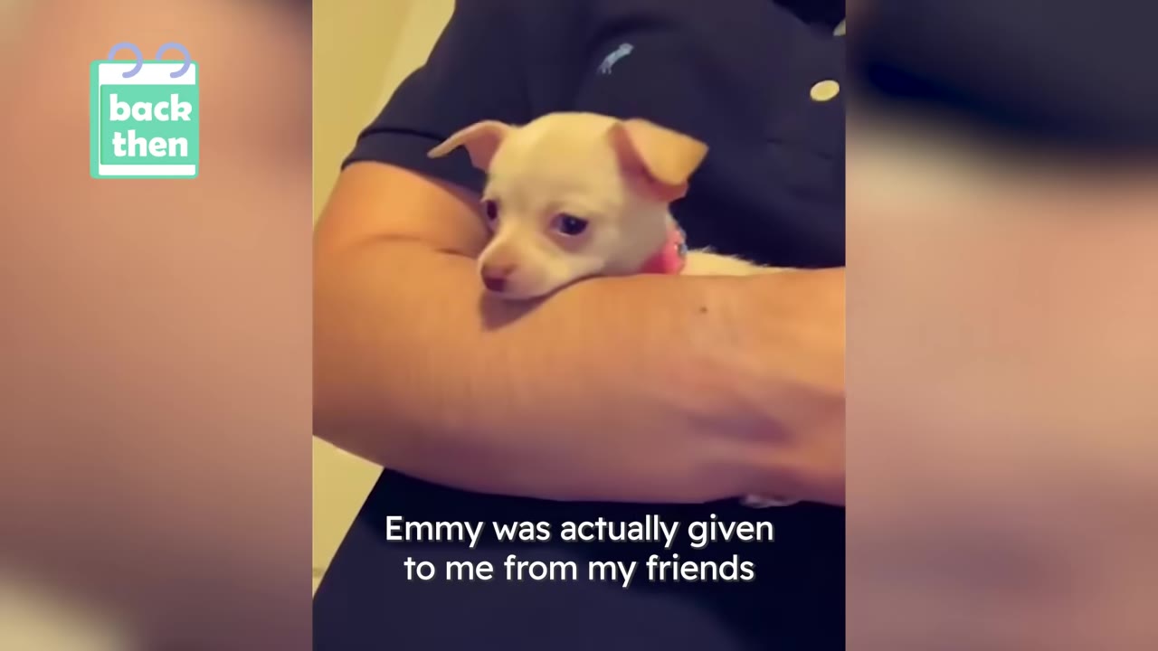 A small white Chihuahua puppy wearing a pink collar resting comfortably in a person's arms.