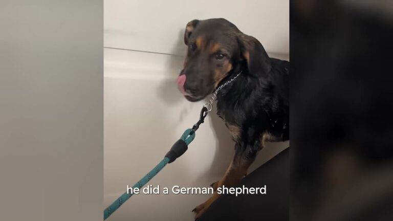 Scared Puppy Found Hiding Alone At A Texas Car Shop Seemed Quiet, But His New Owners Were In For A Big Surprise