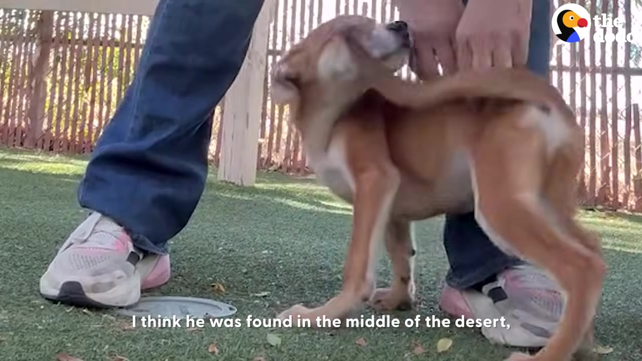 A small brown and white puppy standing outside near a person's legs while being petted.