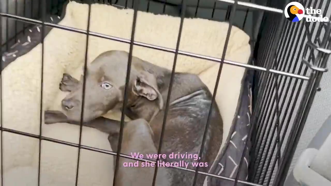 A small, thin puppy with greyish skin lying inside a wire crate on a soft cushion.