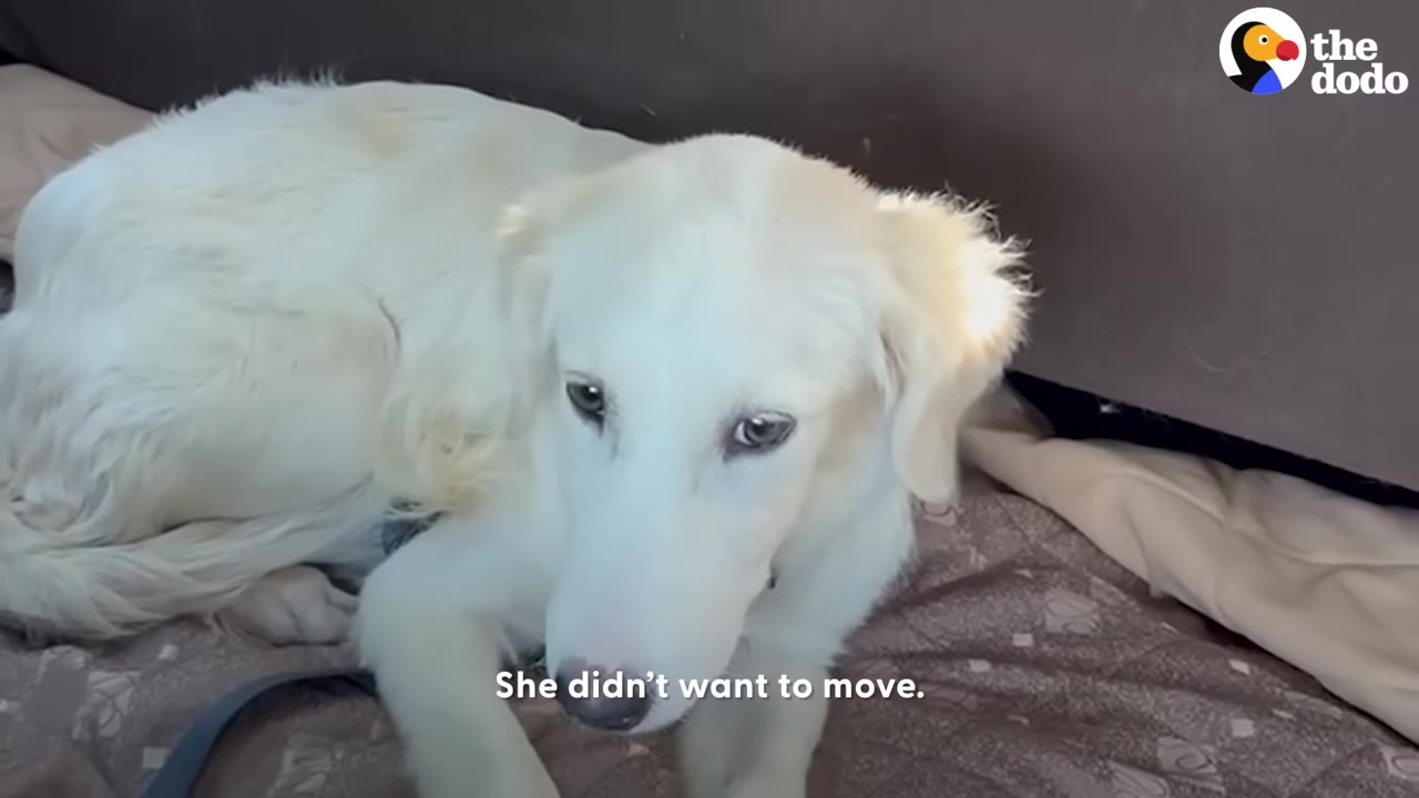 A white dog lying curled up on a blanket in a corner indoors, looking up with wide, anxious eyes.