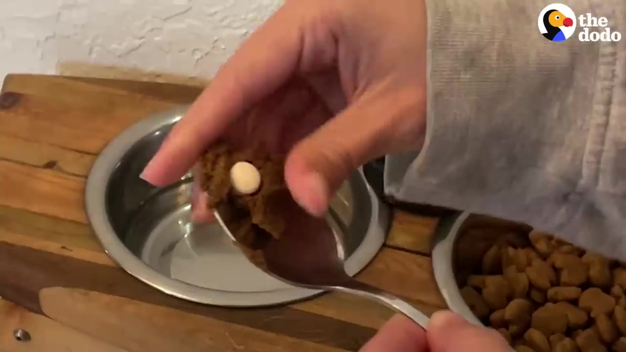 A person placing a small white medication pill into wet food on a spoon above stainless steel dog bowls.