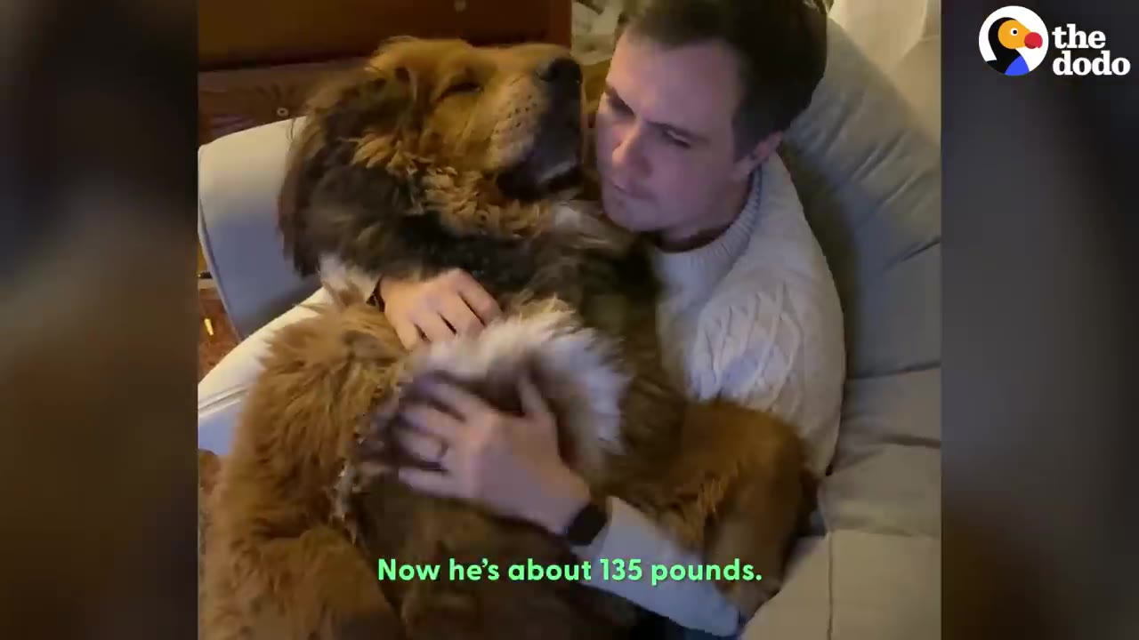 A man in a white sweater sits in an armchair, hugging a very large, fluffy brown dog that is resting on his lap.