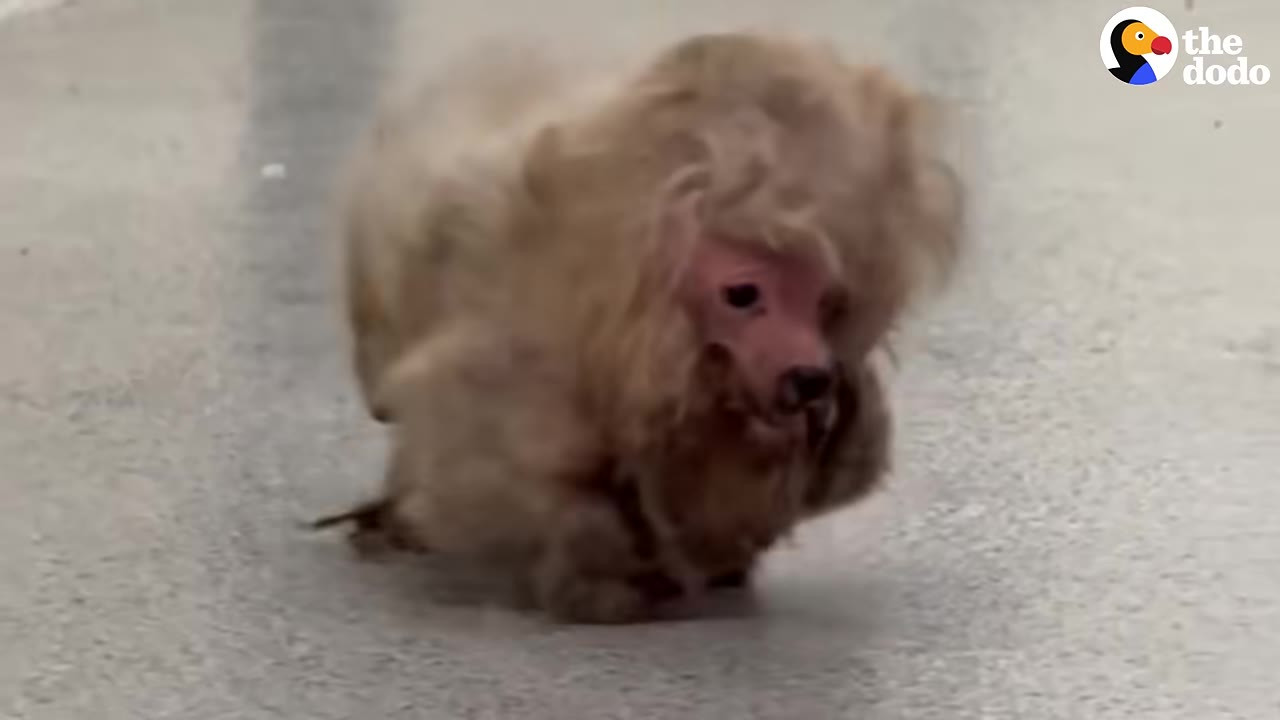 A small, extremely matted dog with tan fur walks on a light-colored clinic floor, its face barely visible through the thick tangles of hair.