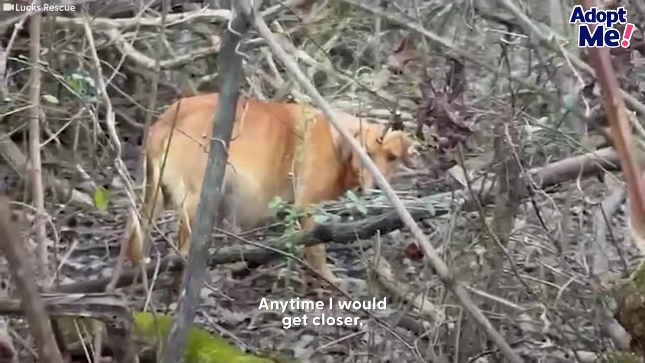A light brown dog stands amidst dense, tangled branches and fallen leaves in a wooded area.