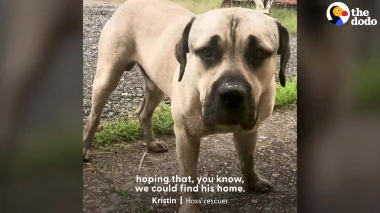 Texas Office Workers Spot A Giant Dog At Their Door, Then Find Out Where He’s Been Sleeping