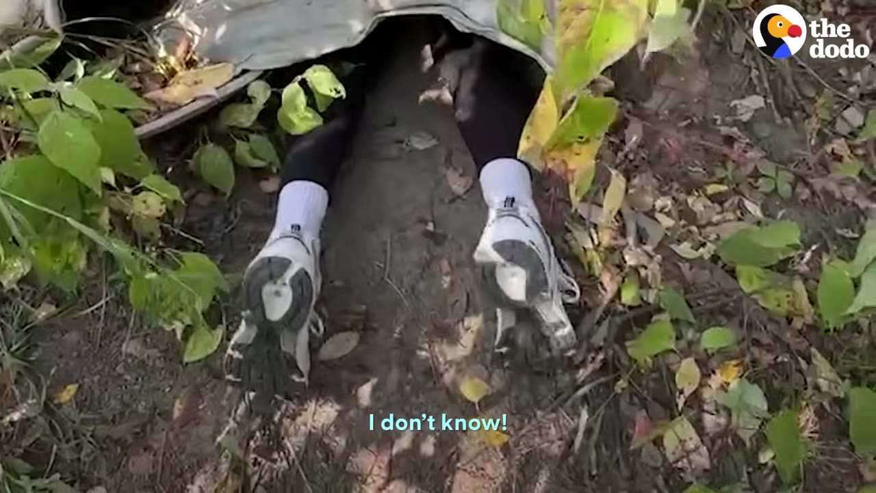 A person's legs and sneakers sticking out from under a narrow metallic structure surrounded by green plants as they crawl inside.