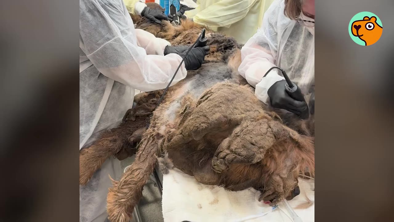 Rescue workers wearing protective gowns and gloves use electric clippers to carefully shave heavy, matted fur off a dog lying on an examination table.
