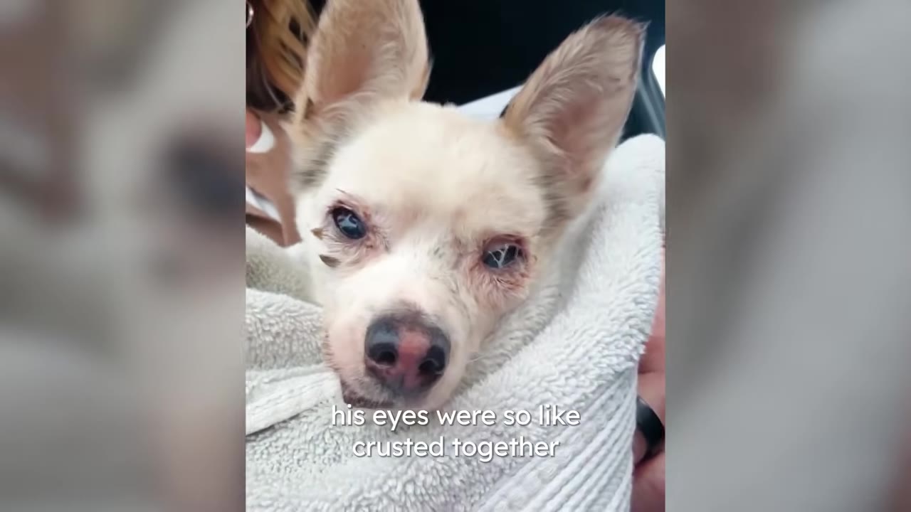 A small white dog wrapped in a towel looking frail with crusted eyes and ticks around its face.