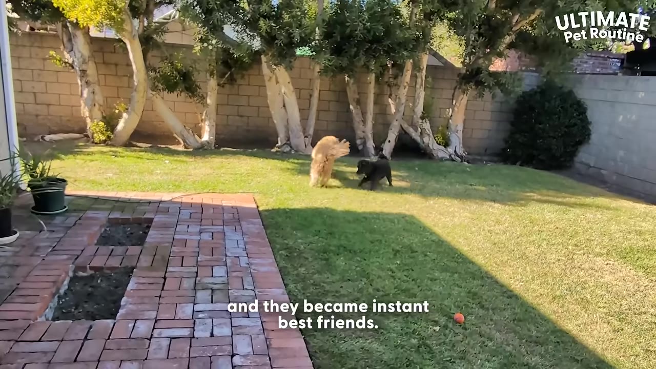 A light brown dog and a small black dog play together on a green lawn in a backyard.