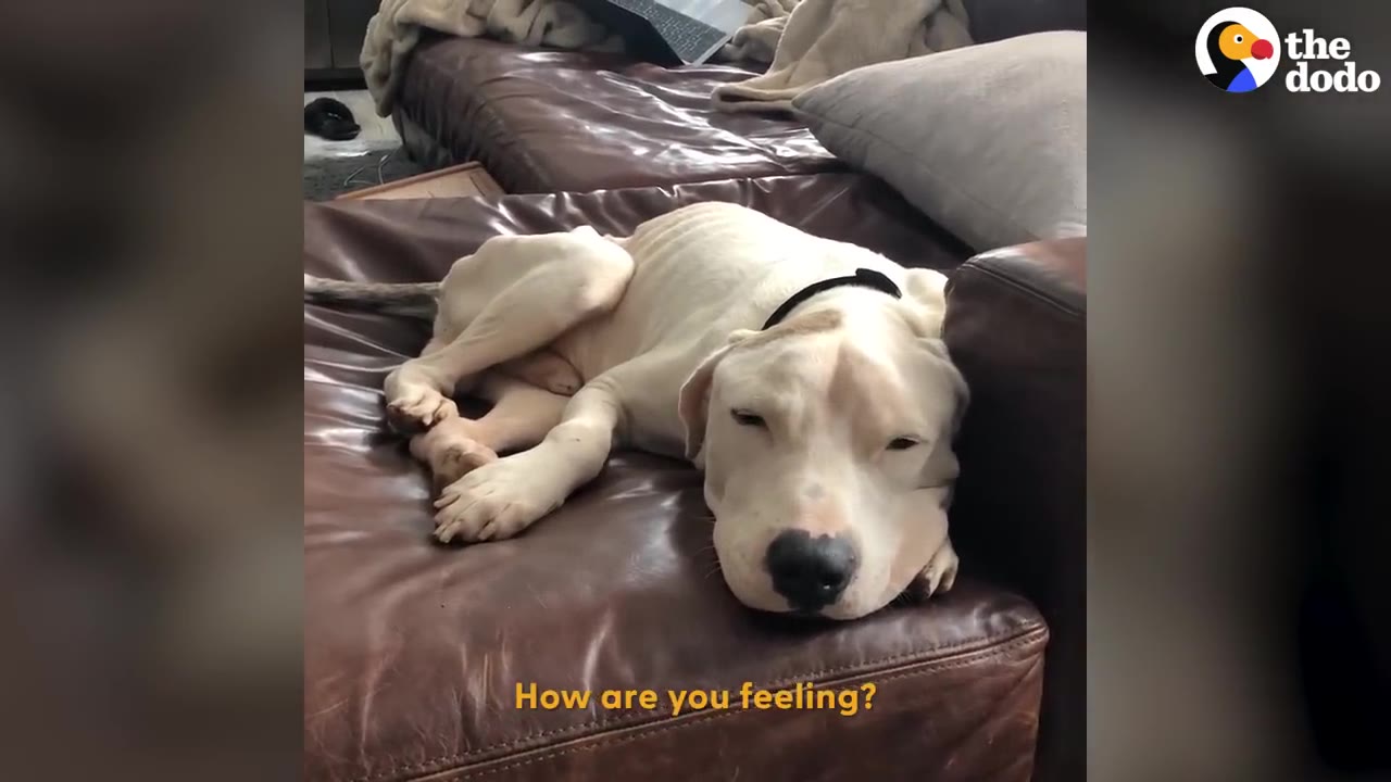 A very thin white dog with a black collar lies on a brown leather couch, looking weak and tired.