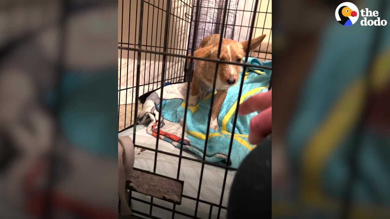 A hand cautiously reaches toward a small tan puppy inside a wire crate.