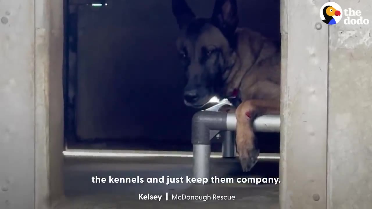 A brown and black dog lies on a raised cot inside a concrete kennel, looking sad with a visible red wound on its front leg.