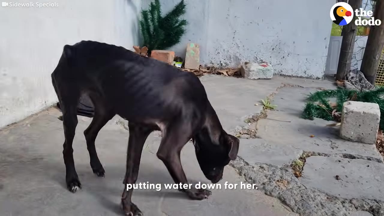 A severely emaciated black dog with visible ribs stands outdoors on a concrete surface.