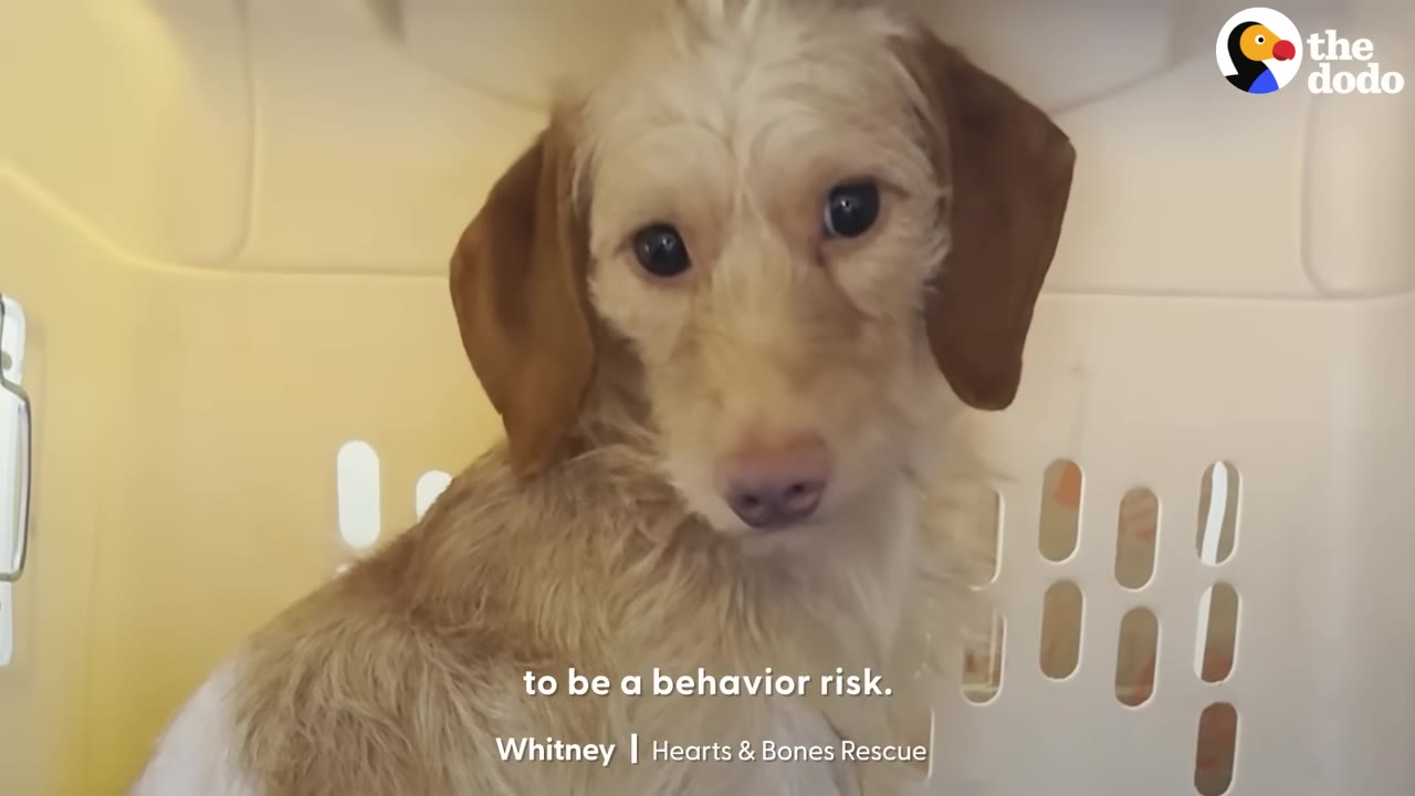 A small light-brown, scruffy dog sits inside a white plastic pet crate, looking up with wide, anxious eyes.