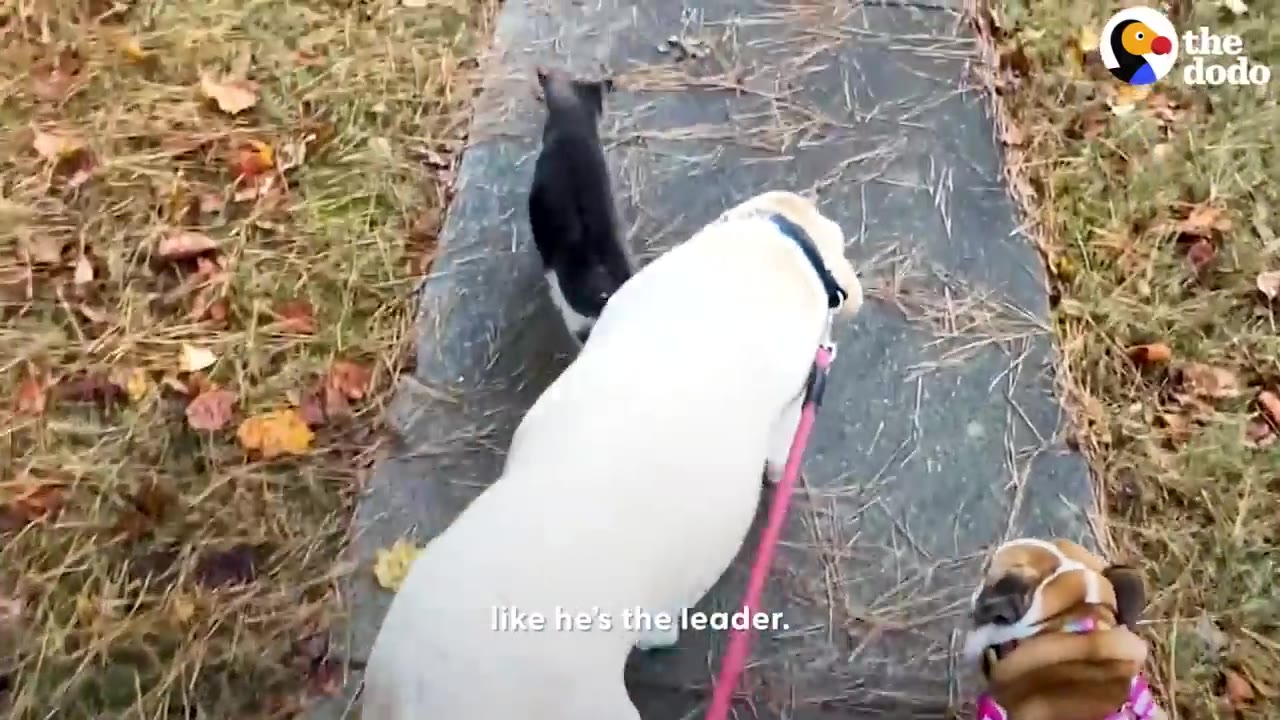 A black and white cat walking ahead of a yellow Labrador and a bulldog along a paved path covered with pine needles.