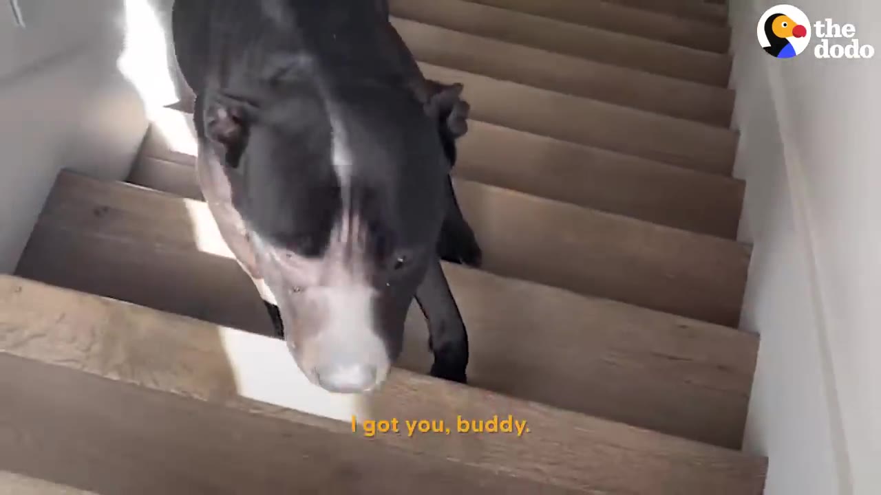 A large black dog cautiously walking down a flight of indoor wooden stairs.