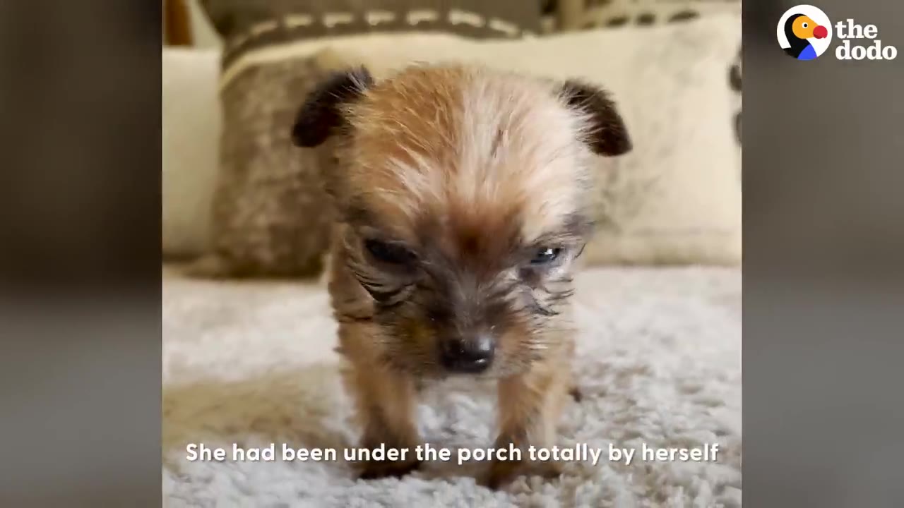 A tiny, scruffy brown puppy stands on a white rug, looking down with a sad expression.